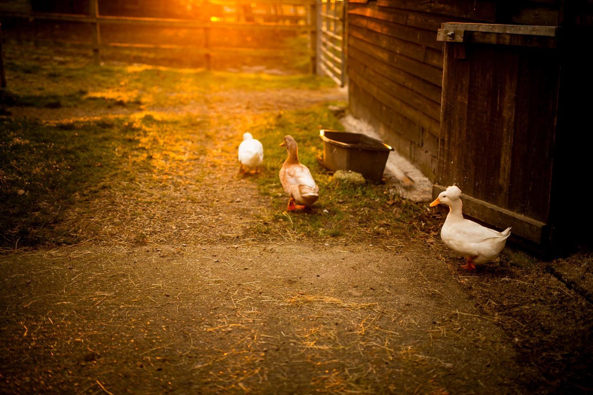 Langford Farmhouse - New Forest National Park Luxury 4Bd, Hot Tub, Cinema, 10 Acres Bartley Luaran gambar
